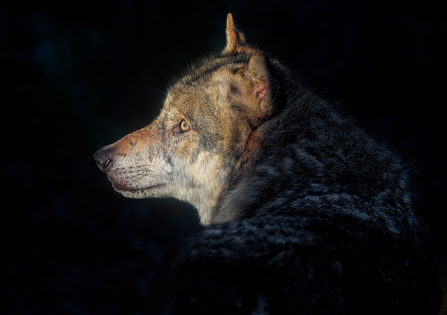 wolf medicine wolf medicine