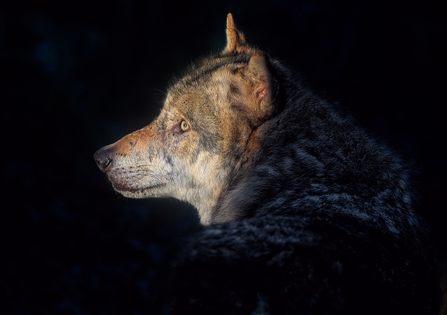 wolf medicine