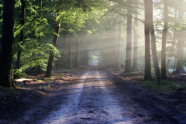 The shamanic path