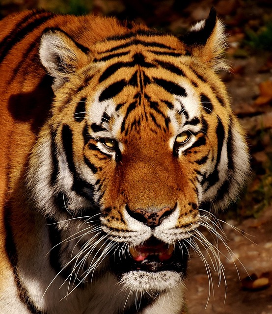 Shaman Power Animals Shaman Power Animals
