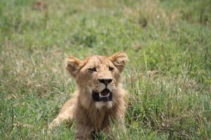 Lion resting in tall grass symbolizing spiritual gifts awakening through dreams and intuition