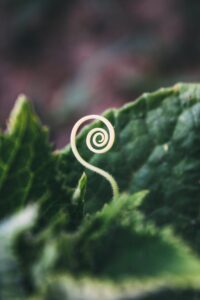 Spiral plant tendril symbolizing growth and New Earth spirituality