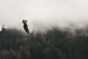 bird flying over misty forest symbolizing perspective, intuition, and spiritual guidance