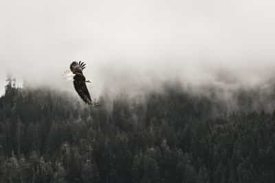 bird flying over misty forest symbolizing perspective, intuition, and spiritual guidance