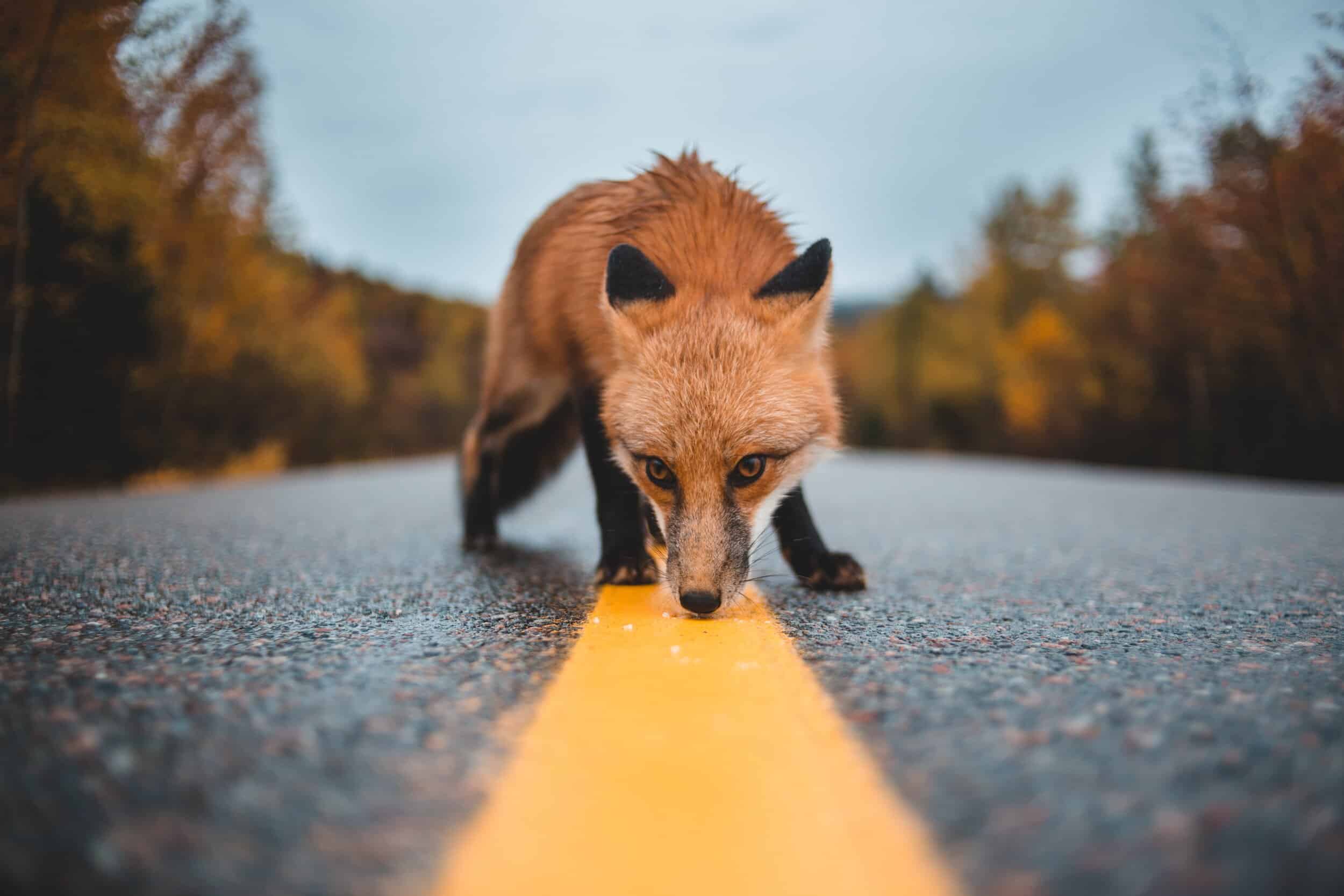 fox walking on road symbolizing intuition, feminine creation, and non linear path to goals