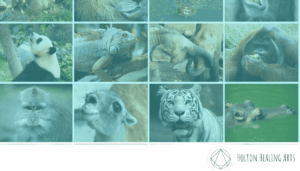 spirit animals symbolism and spiritual guidance