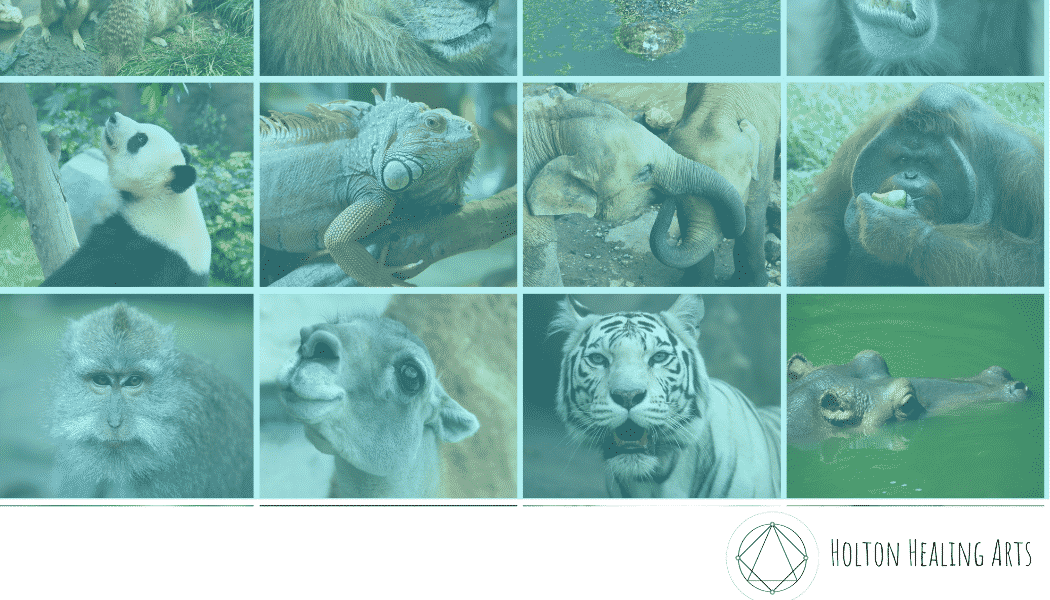 spirit animals symbolism and spiritual guidance