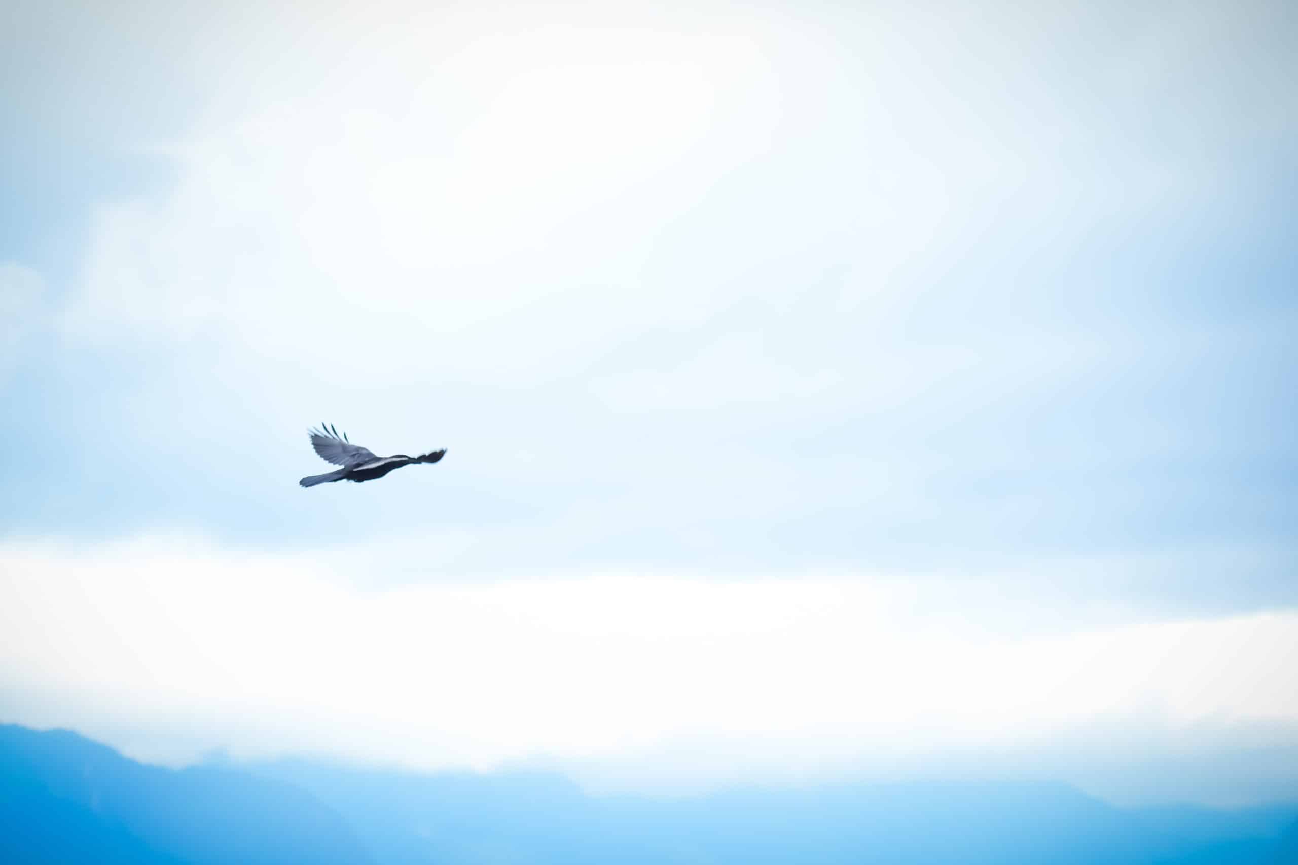 Eagle Flying