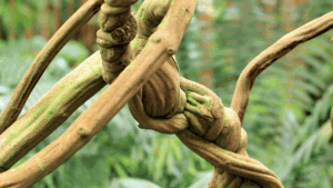 spiritual entanglement represented by tangled and intertwined energy connections