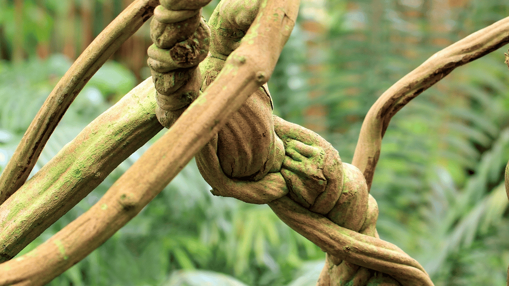 spiritual entanglement represented by tangled and intertwined energy connections