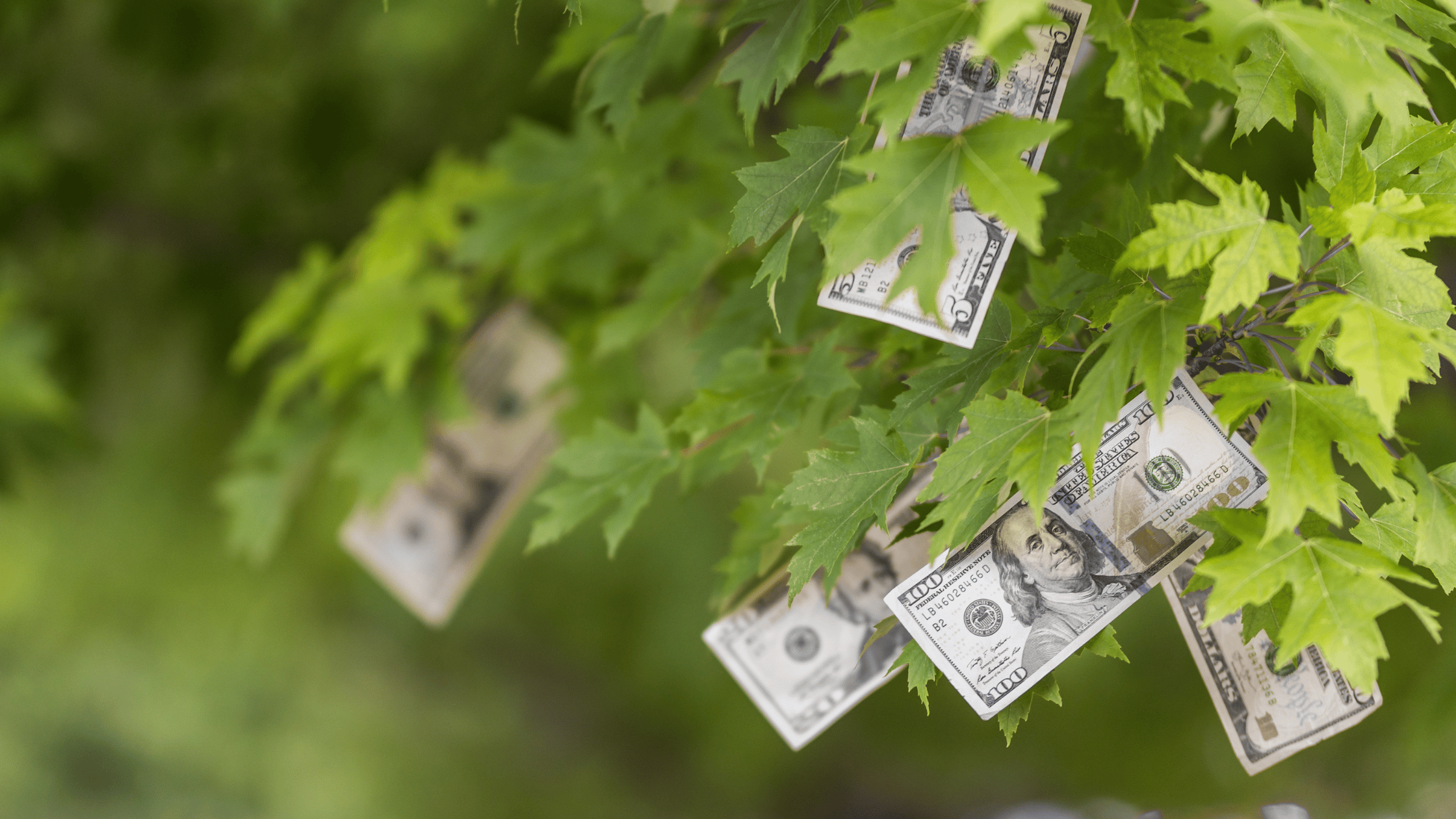 Money Tree