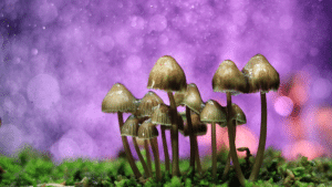 psychedelic therapy mushrooms