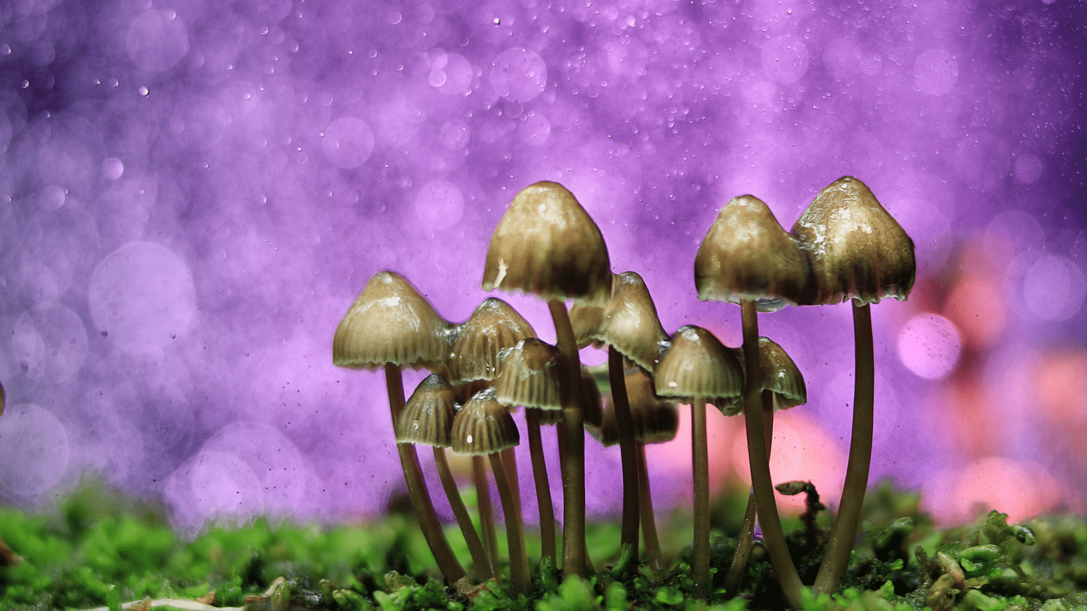 Cluster of small mushrooms growing in a natural setting, representing plant medicine and altered states of consciousness