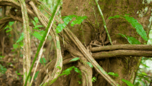 Tree roots intertwined in a forest, symbolizing grounding, integration, and spiritual growth through plant medicine