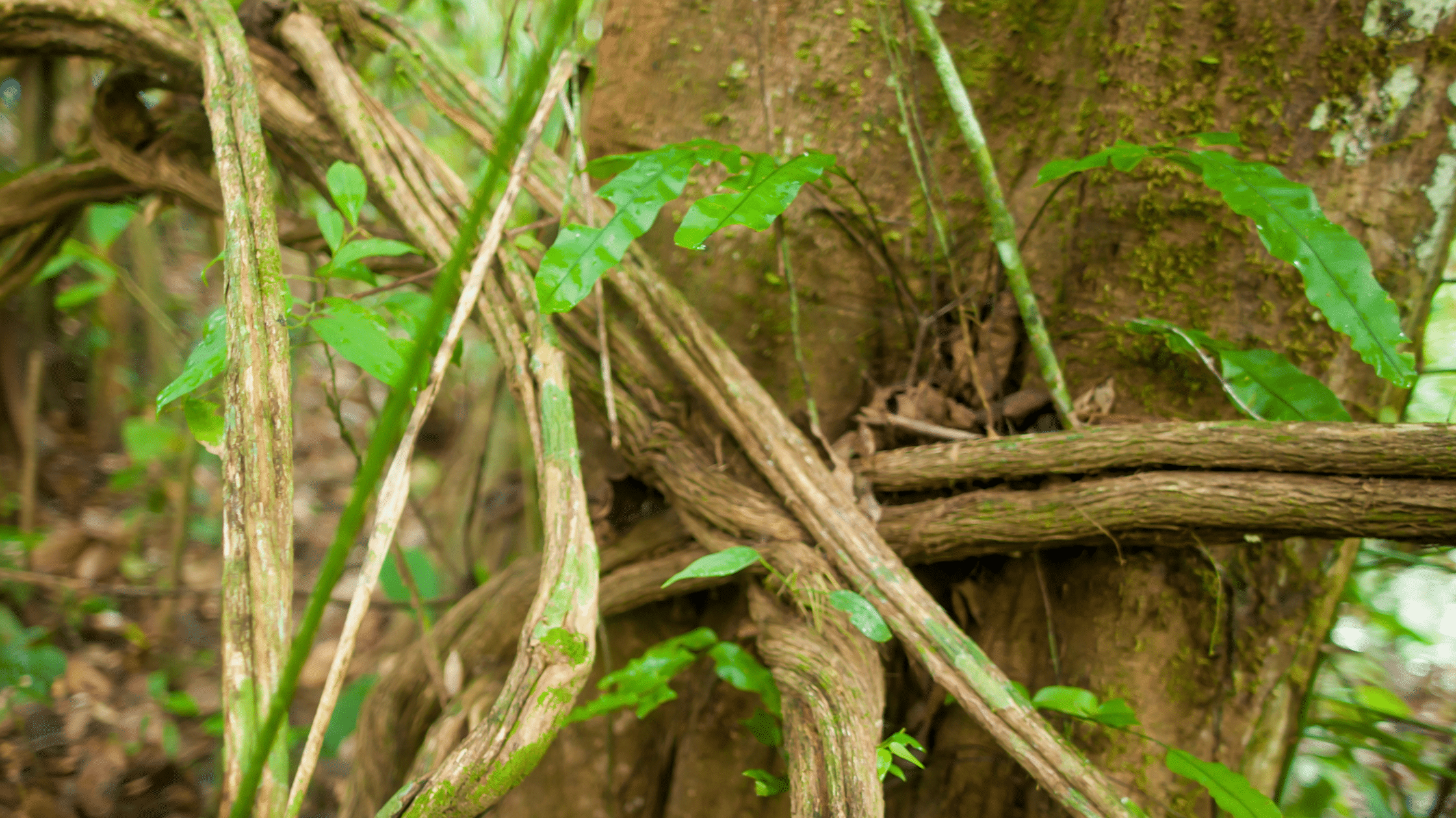Tree roots intertwined in a forest, symbolizing grounding, integration, and spiritual growth through plant medicine