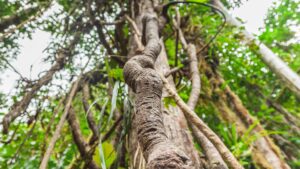 A close-up of the sacred ayahuasca plant medicine vine in a vibrant rainforest, representing its use in sacred plant medicine retreats, ayahuasca healing ceremonies, and sacred plant ceremonies for emotional and spiritual healing.