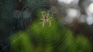 Spider resting on its intricate web against a blurred green background, embodying spider medicine teachings, spider spiritual meaning, and spider medicine power insights—symbolizing creativity, interconnectedness, and transformation