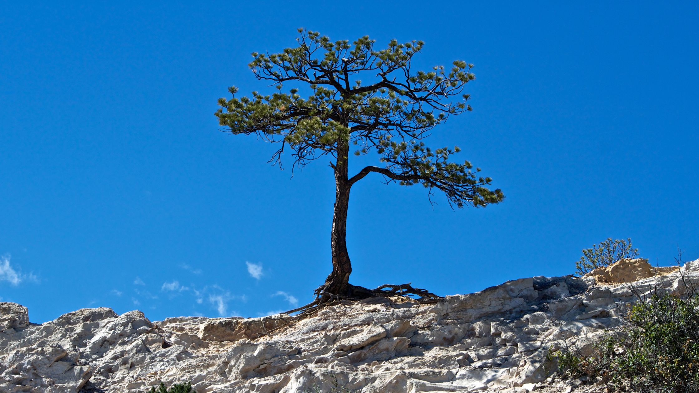 A lone tree growing on a rocky cliff against a clear blue sky, symbolizing resilience and strength.