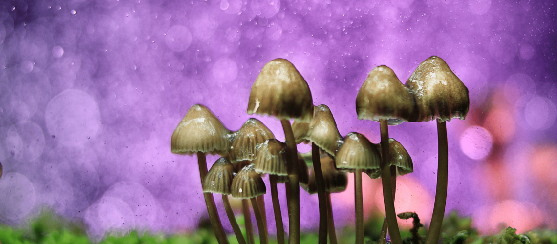 psychedelic therapy mushrooms