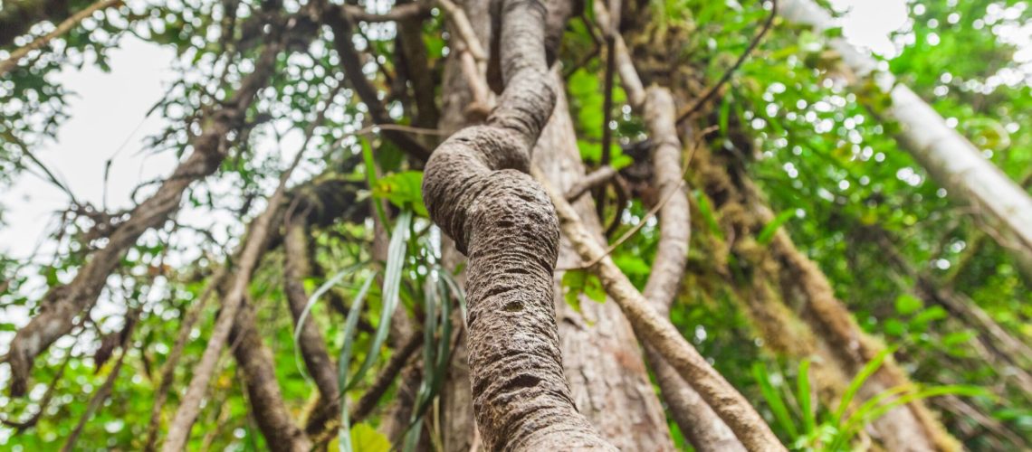 A close-up of the sacred ayahuasca plant medicine vine in a vibrant rainforest, representing its use in sacred plant medicine retreats, ayahuasca healing ceremonies, and sacred plant ceremonies for emotional and spiritual healing.