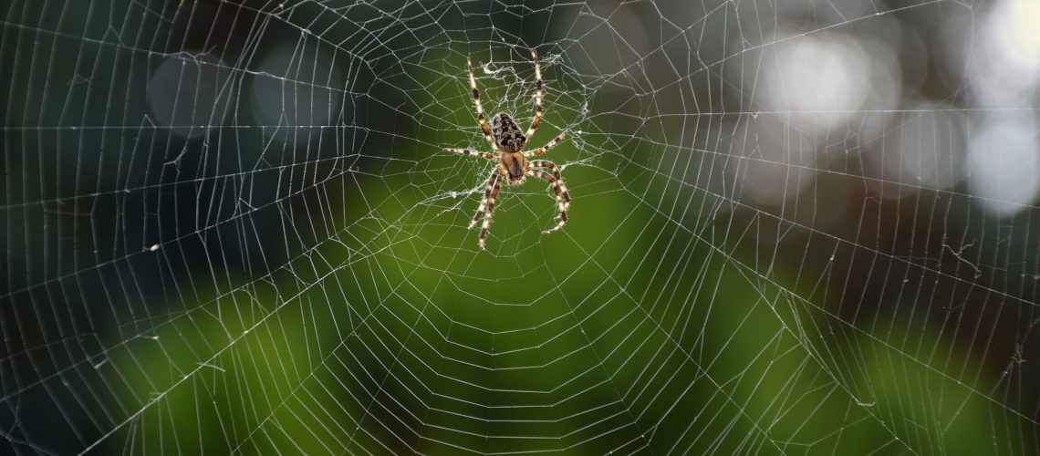 Spider resting on its intricate web against a blurred green background, embodying spider medicine teachings, spider spiritual meaning, and spider medicine power insights—symbolizing creativity, interconnectedness, and transformation